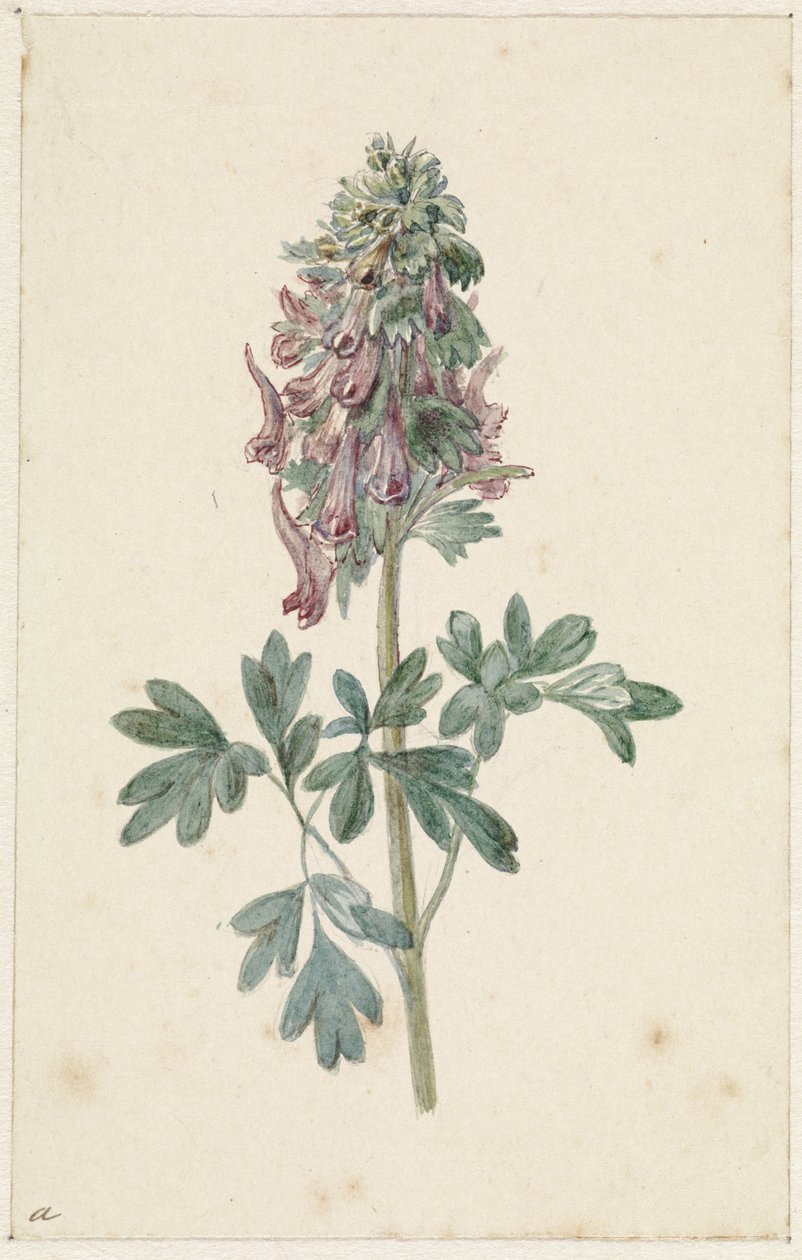 Corydalis bulbosa florescendo de Jan Jacob Goteling Vinnis