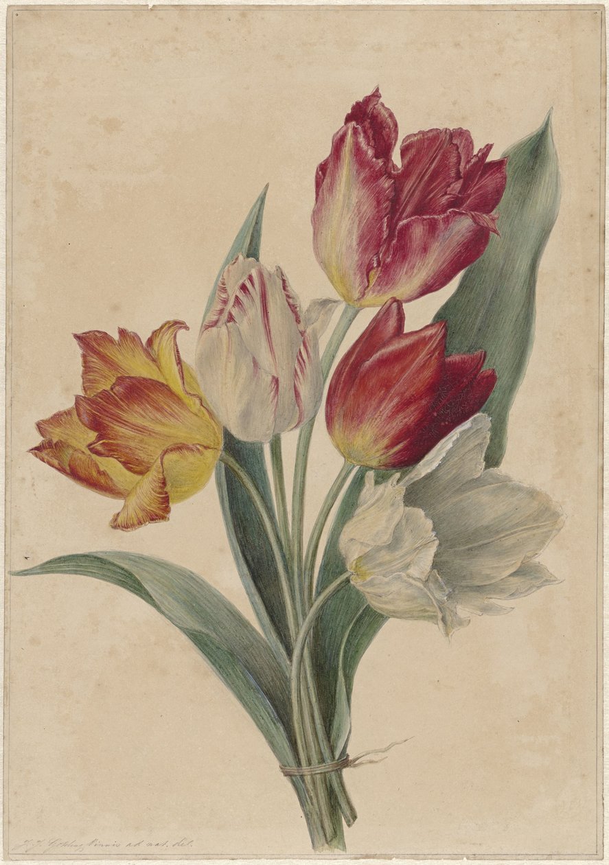Bouquet de Túlipas de Jan Jacob Goteling Vinnis