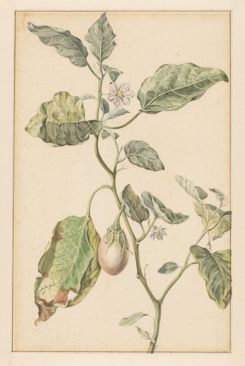 Berinjela (título no objeto) de Jan Jansz. van der Vinne