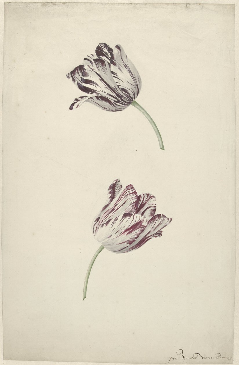 Duas Tulipas Vermelhas e Brancas de Jan Jansz. van der Vinne