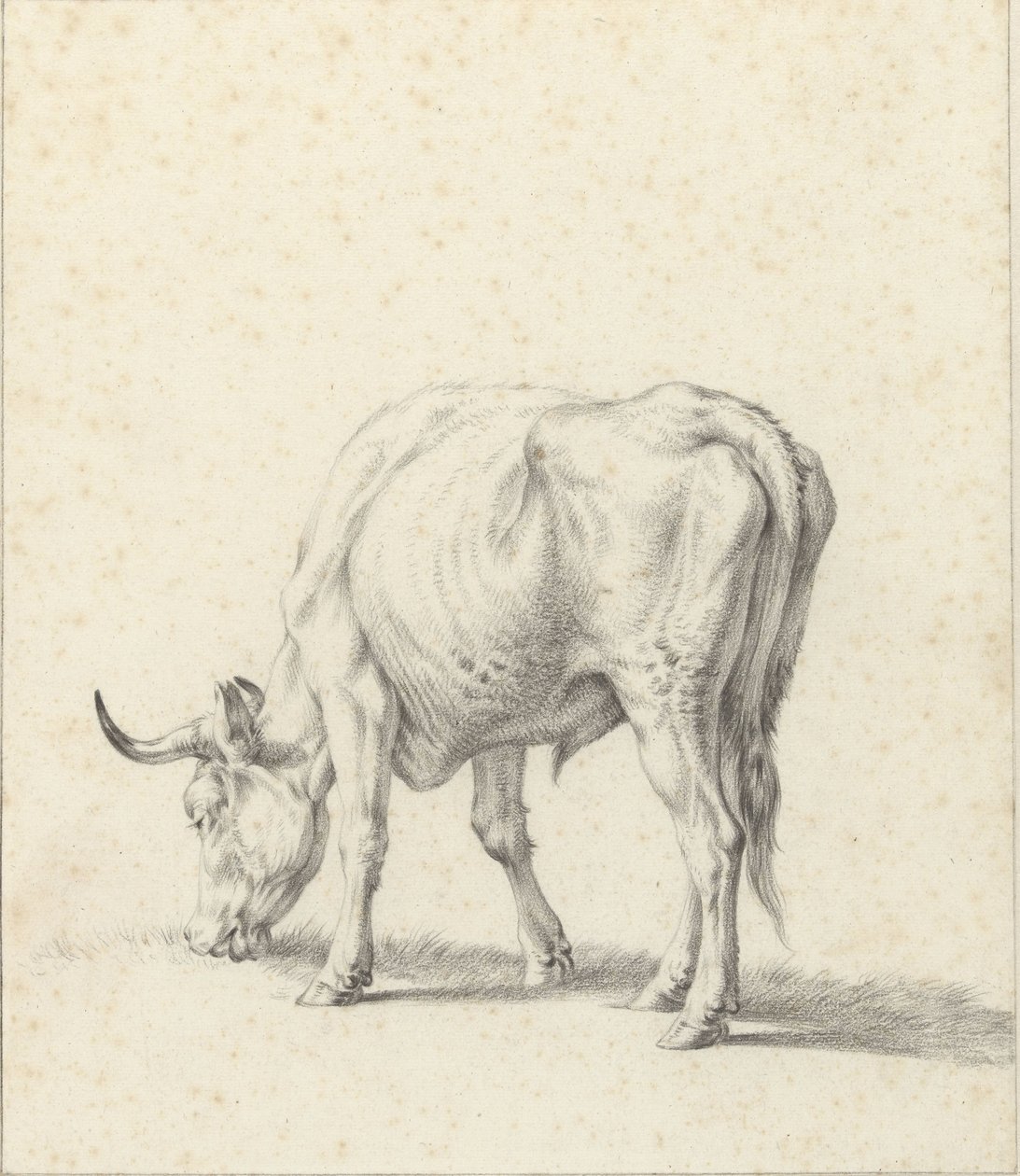 touro pastando de Jan Kobell (II)