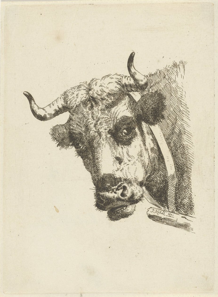 cabeça de vaca de Jan Kobell (II)