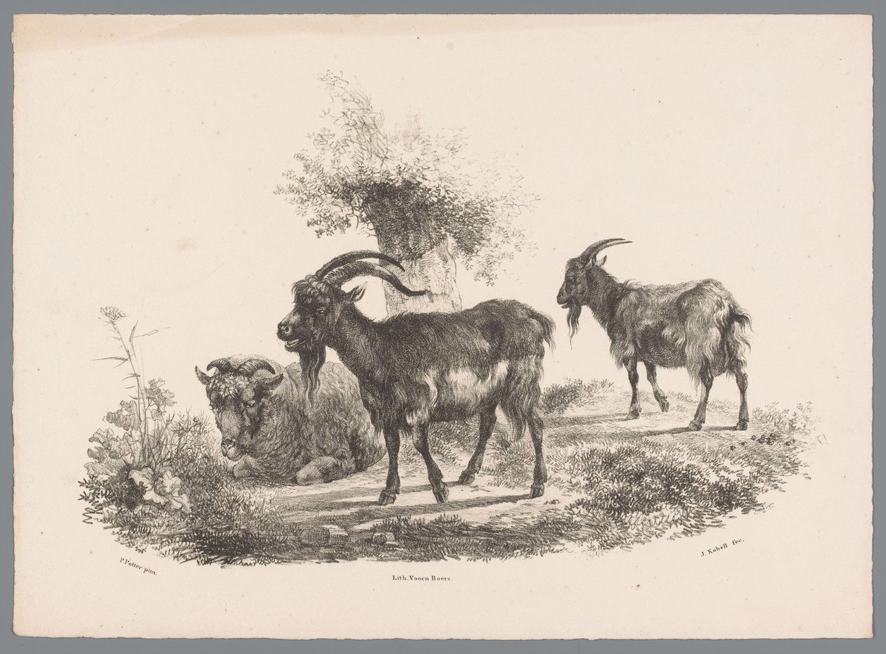 Dois caprinos e uma ovelha junto a uma árvore
Besten Studien por J. Kobell depois de Paul Potter No. 1 (título da série) de Jan Kobell (III)