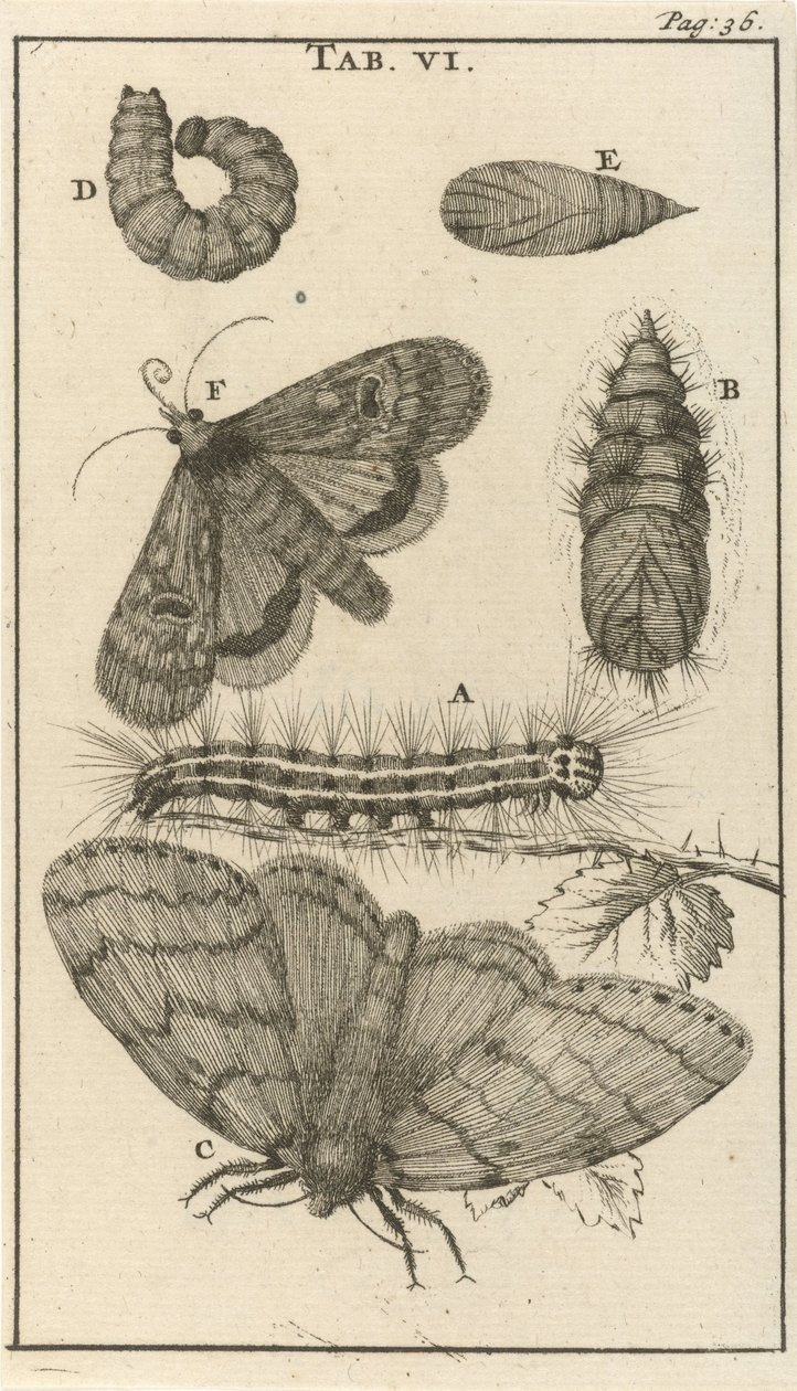Lagartas, Pupas e Borboletas VI de Jan Luyken