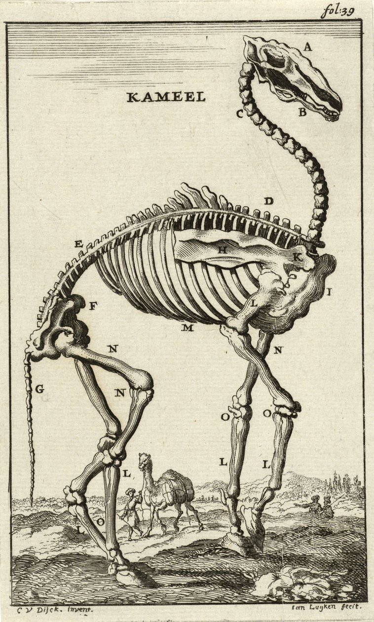 Esqueleto de um camelo, c. Década de 1680 de Jan Luyken