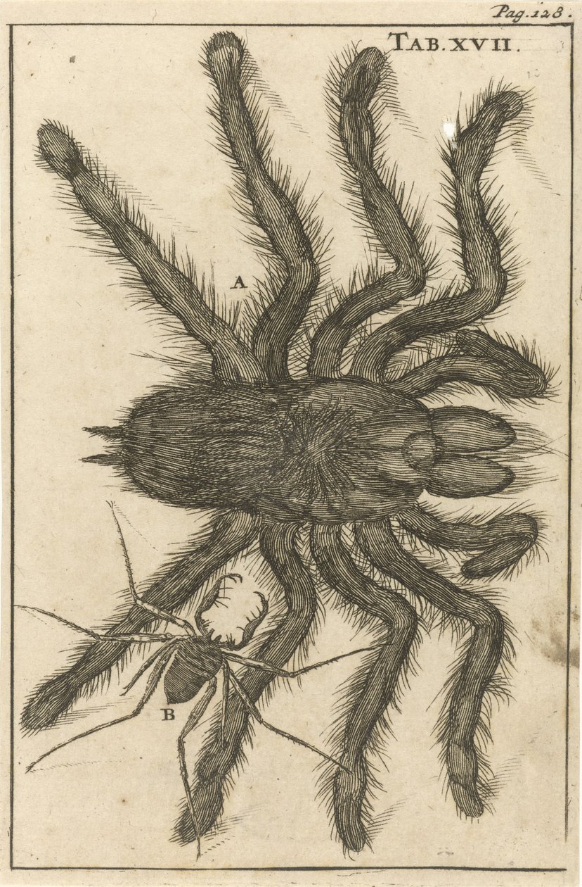 Aranhas XVII de Jan Luyken