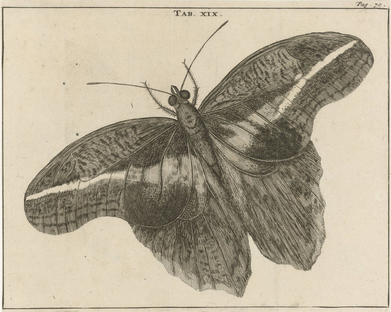 Borboleta gigante surinamesa XIX de Jan Luyken
