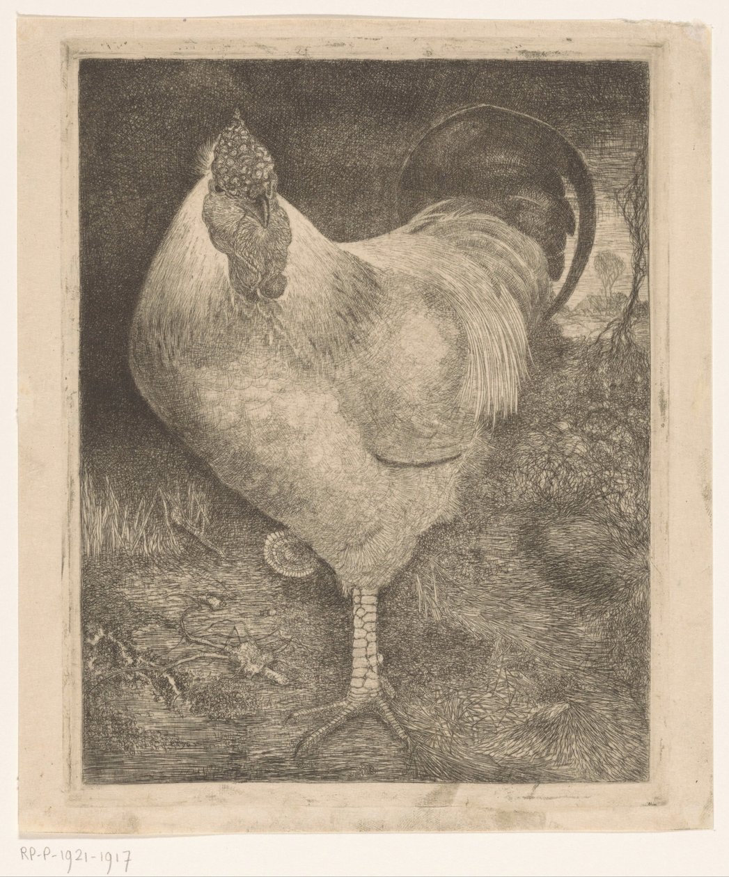 Galo numa perna de Jan Mankes