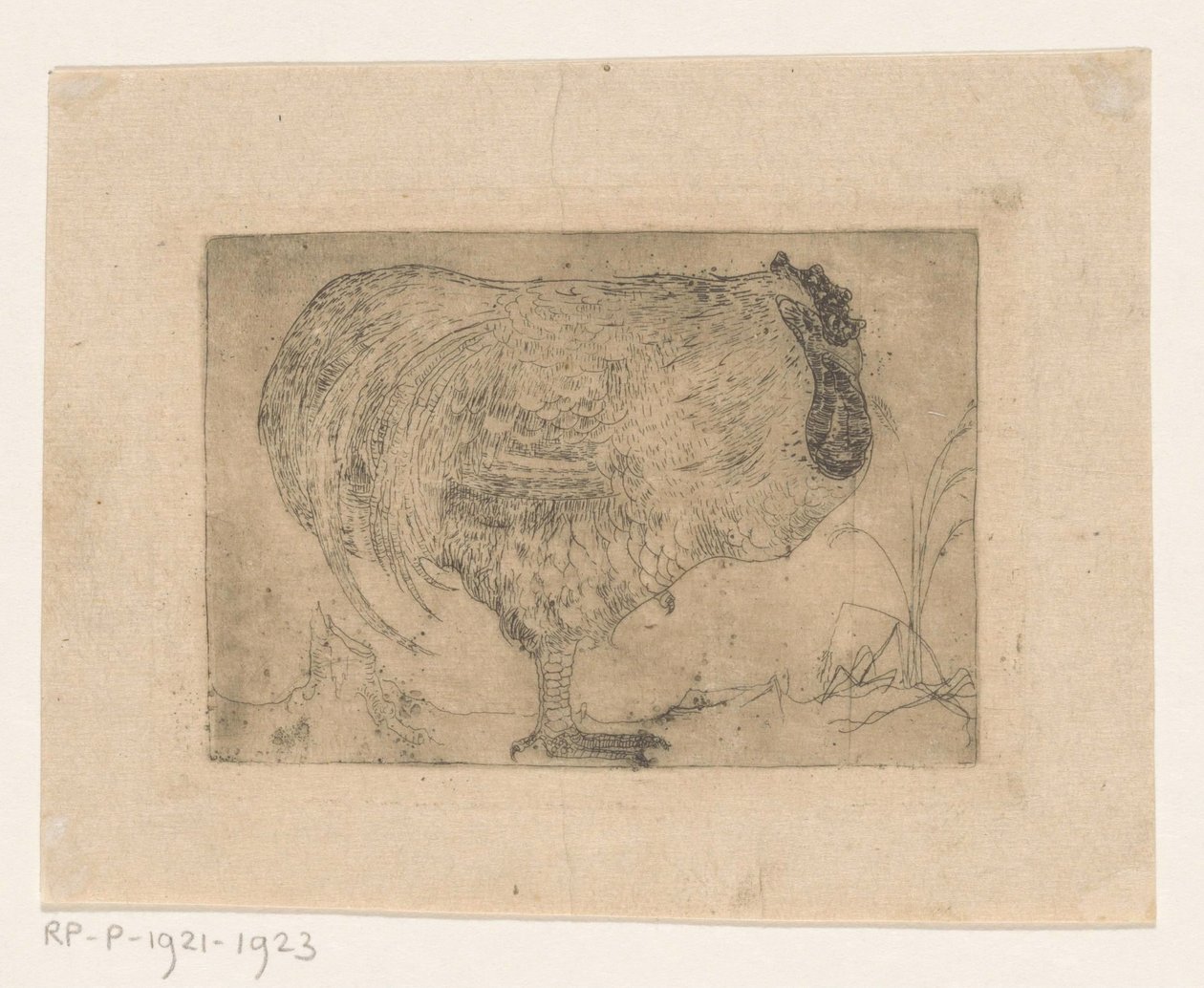 Galo amordaçado de Jan Mankes