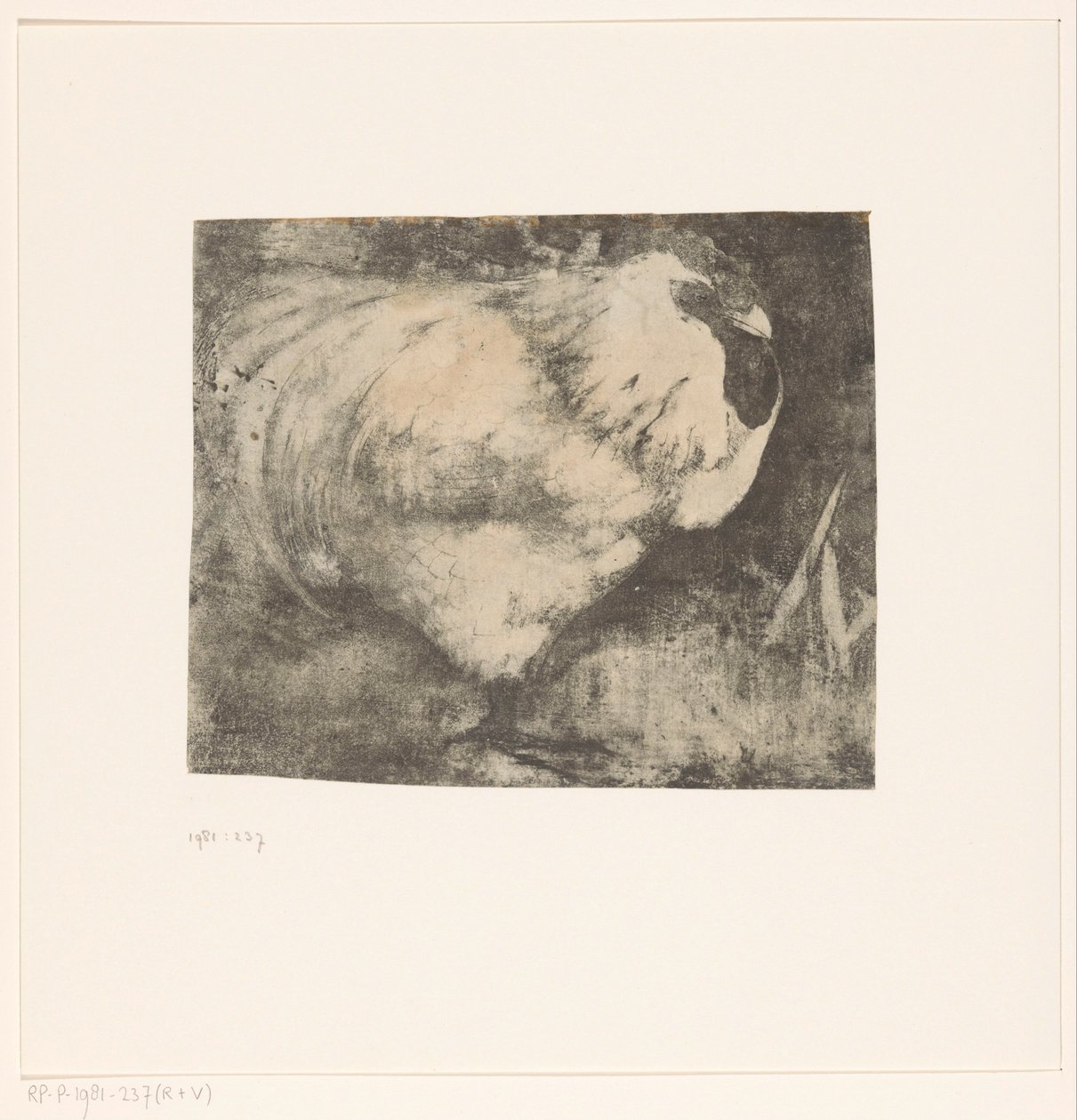 Galo amordaçado de Jan Mankes