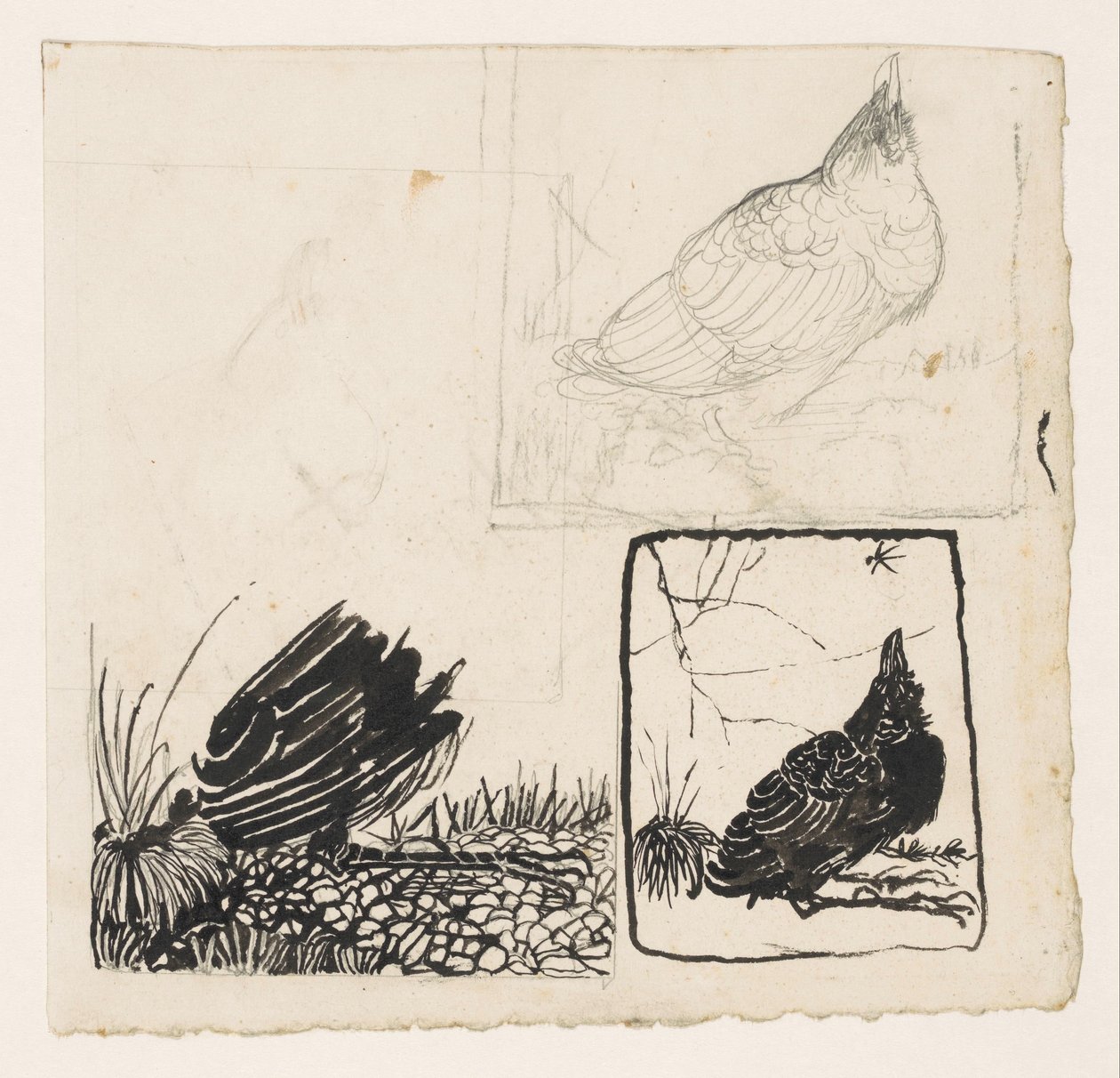 Corvo, a olhar para o mosquito de Jan Mankes