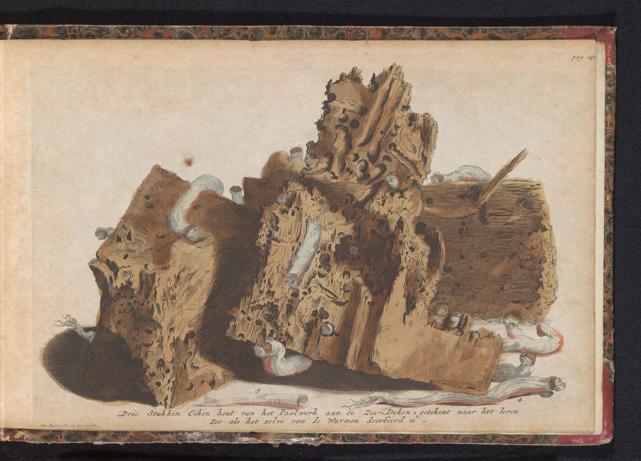 Partes do trabalho de estacas afetadas por vermes, 1731 Três pedaços de madeira de carvalho do Paalwerk aan de Zee-Dyken, desenhados após a vida, pois foi perfurado pelos Wurmen (título no objeto) de Jan Ruyter