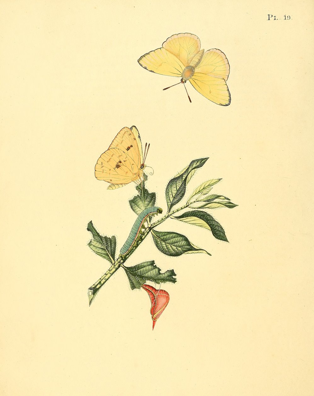 Phoebis Senna (syn. Butterfly Hypericum) de Jan Sepp