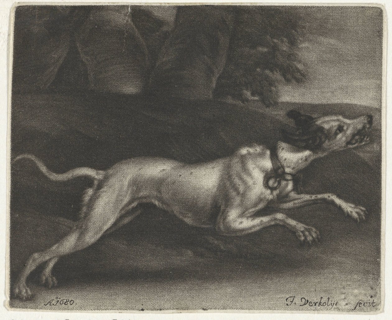 Cão de corrida de Jan Verkolje (I)