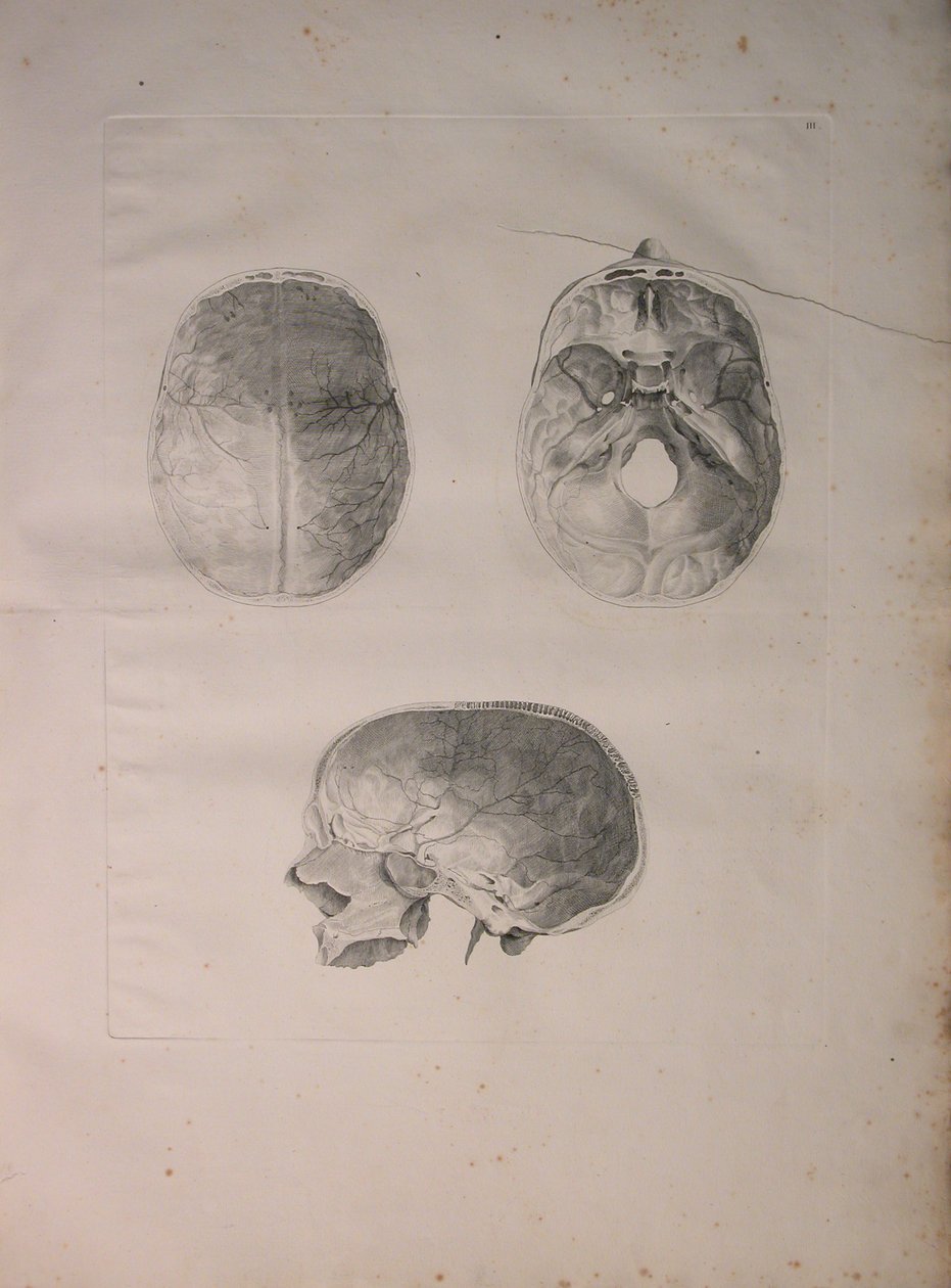 Álbuns 2 Pl. 3, os ossos cranianos, a partir de uma "tabela de ossos humanos, por Bernhard Siegfried Albino (1697-1770), publicado por J.undH. Verbeek, bibliop. 1753, Leiden, 1753 de Jan Wandelaar