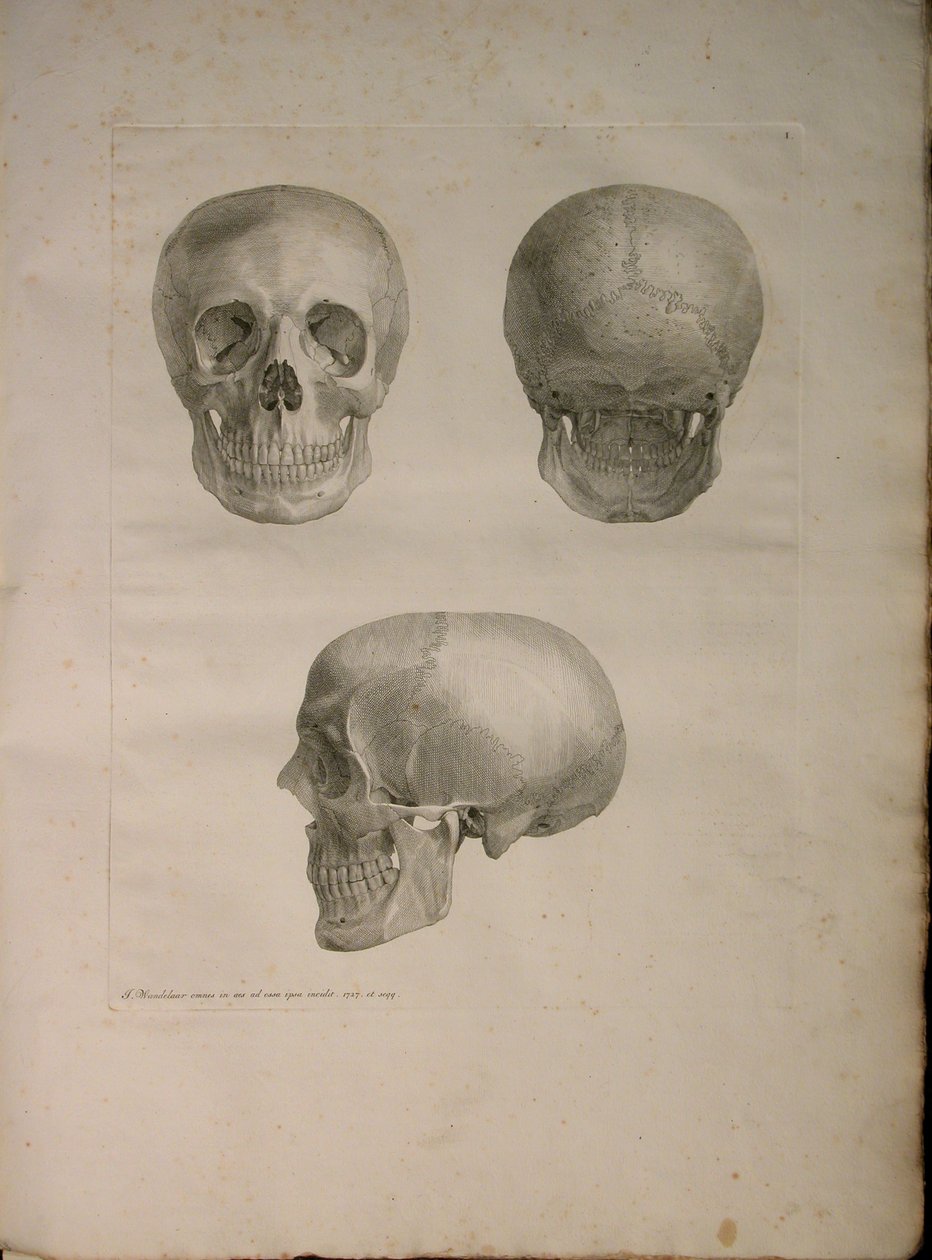 Álbuns 2 Pl. 1, a partir de uma "tabela de ossos humanos, por Bernhard Siegfried Albino (1697-1770), 1729, publicada por J.undH. Verbeek, bibliop. 1753, Leiden de Jan Wandelaar