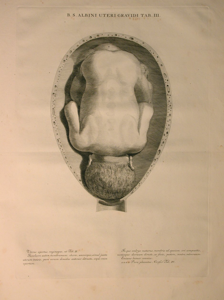 Albinus, PI. 3, a partir de uma "tabela de ossos humanos, por Bernhard Siegfried Albino (1697-1770), publicado por J.undH. Verbeek, bibliop., Leiden, 1748 de Jan Wandelaar