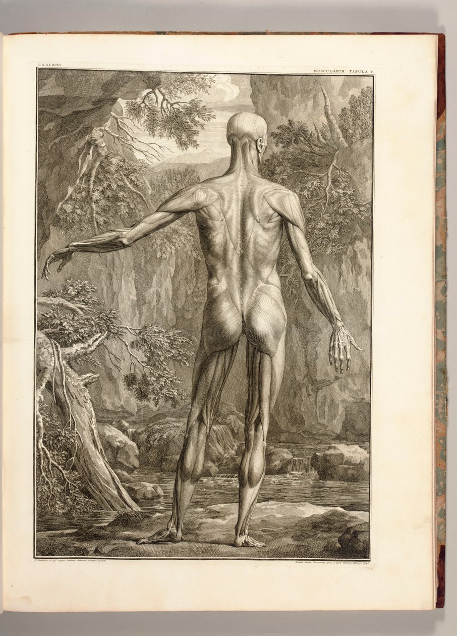 Gravura representando os grupos musculares das costas, 1747 de Jan Wandelaar