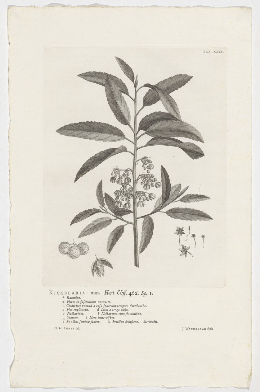 Kiggelaria africana Kigelaria: mas. Hort. Penhasco. 462. sp. 1 (título no objeto) de Jan Wandelaar