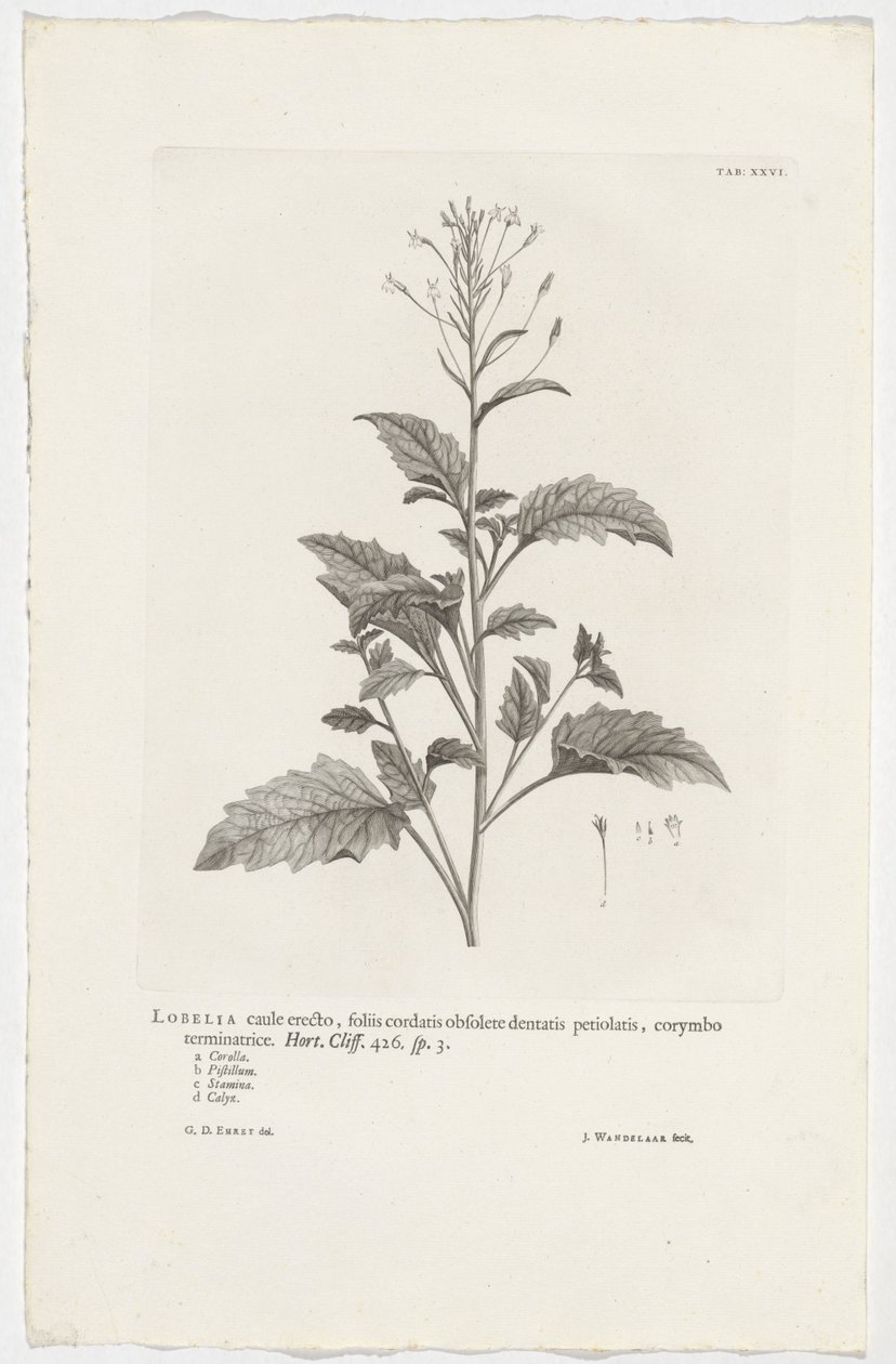 Lobélia cliffortiana Lobélia com caule ereto, folhas cordadas com pecíolos dentados oblongos, terminando em corimbose. Jardim. Penhasco. 426. sp. 3 (título no objeto) de Jan Wandelaar