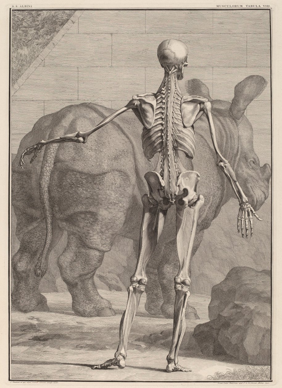 Musculorum Tabula VIII de Jan Wandelaar