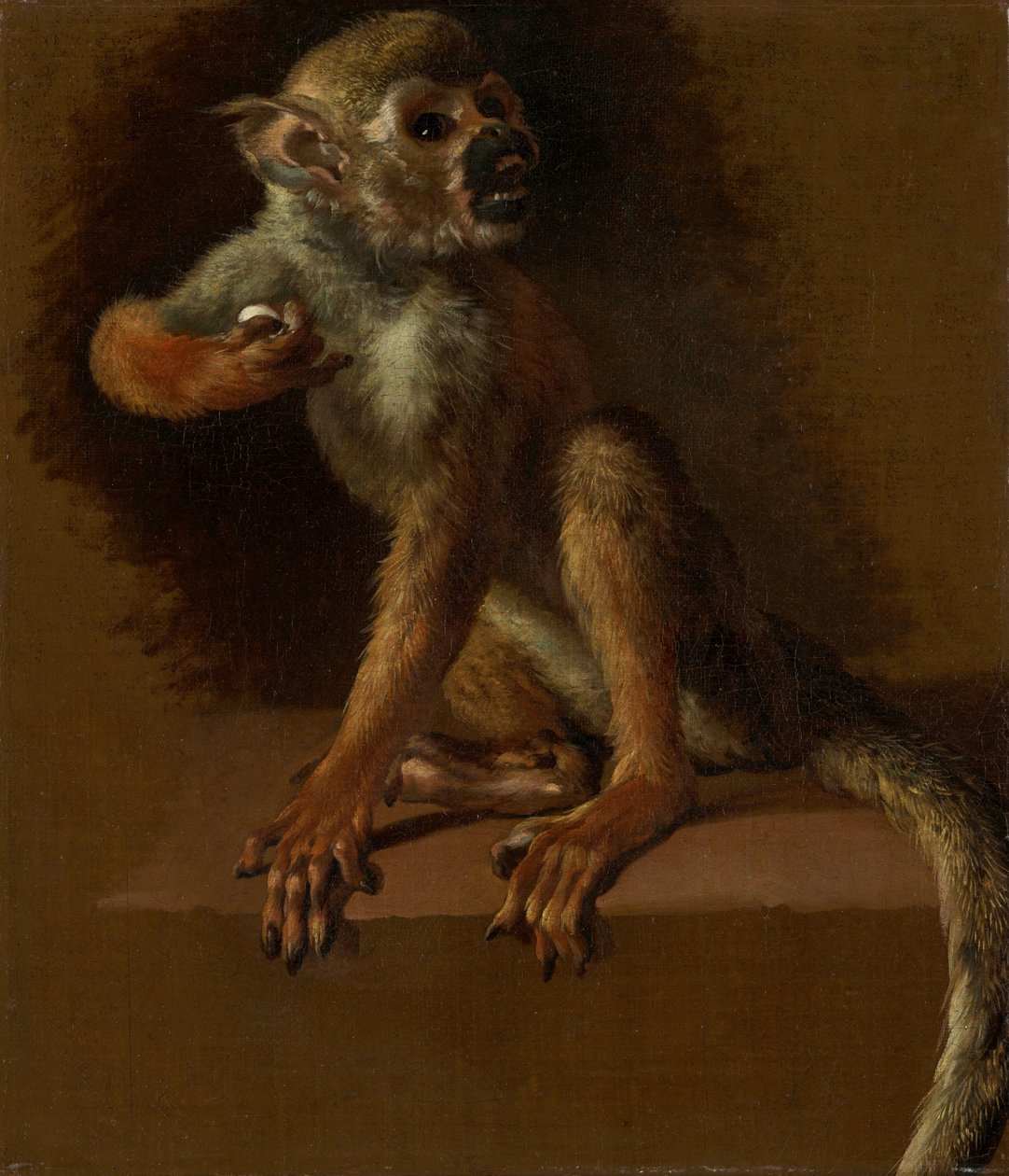 Um macaco sentado de Jan Baptist Weenix