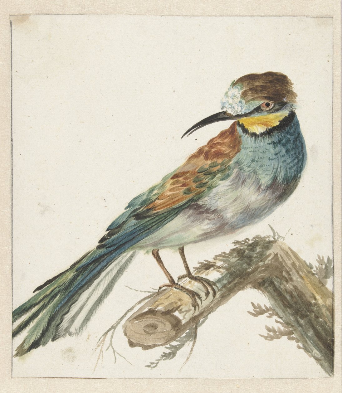Vixenitter (Merops apiaster) de Jan Baptist Weenix