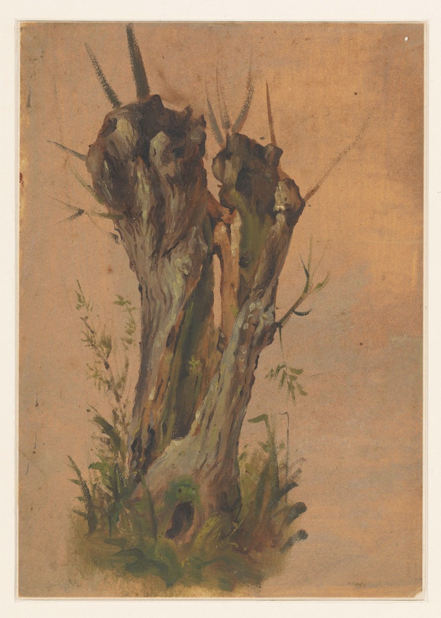 Knotwilg de Jan Weissenbruch