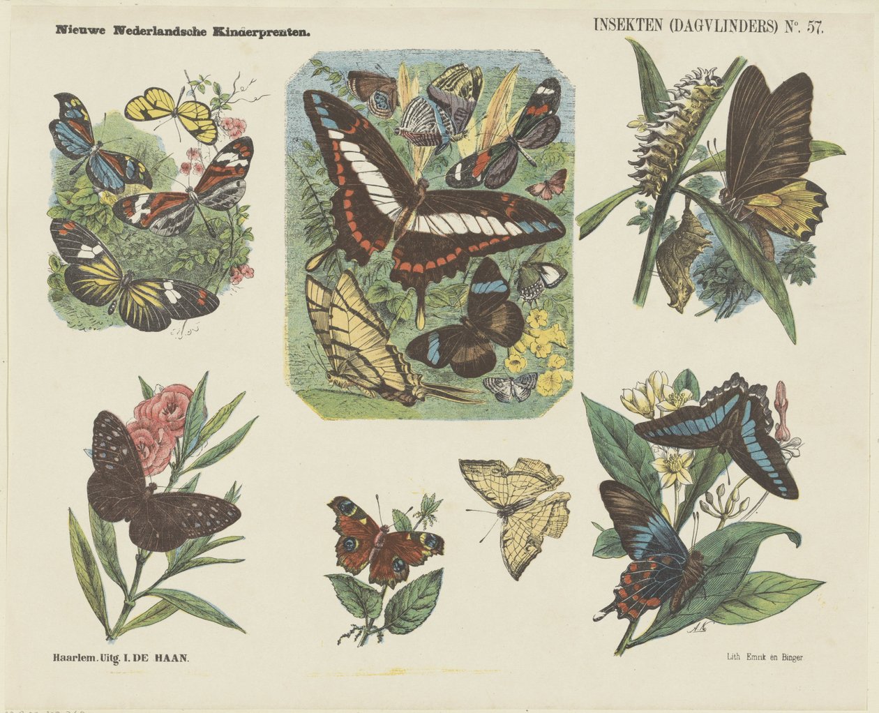 Insectos (borboletas) (título sobre o objecto)
Novas impressões para crianças holandesas (título da série sobre o objecto) de Jan de Haan