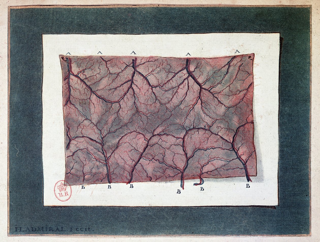 Nervo da membrana intestinal, Ladmiral de Jan or Joannes Ladmiral