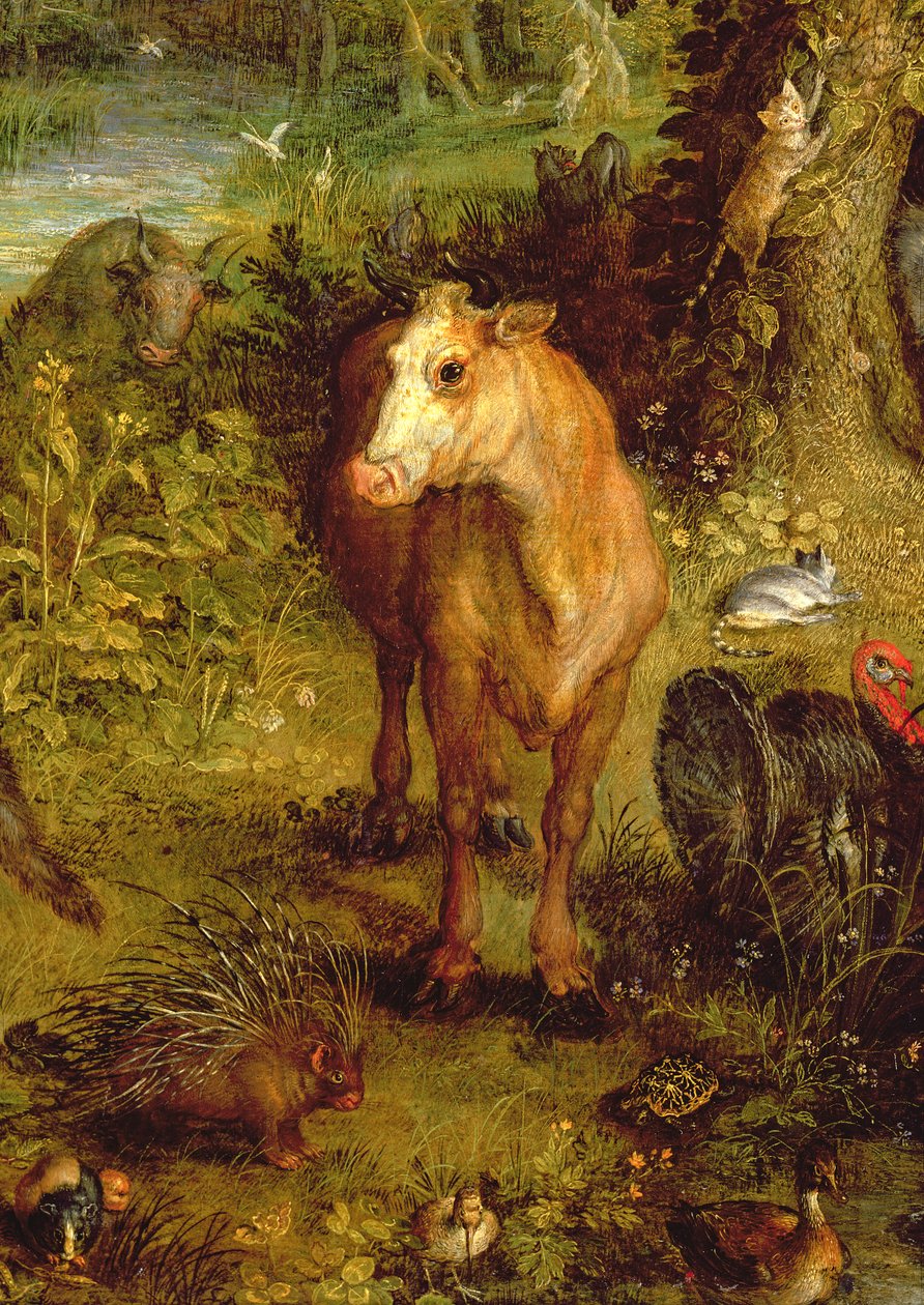 Terra ou o paraíso terrestre, detalhe de uma vaca, porco-espinho e outros animais, 1607-08 óleo em detalhe de cobre de 93899 de Jan the Elder Brueghel