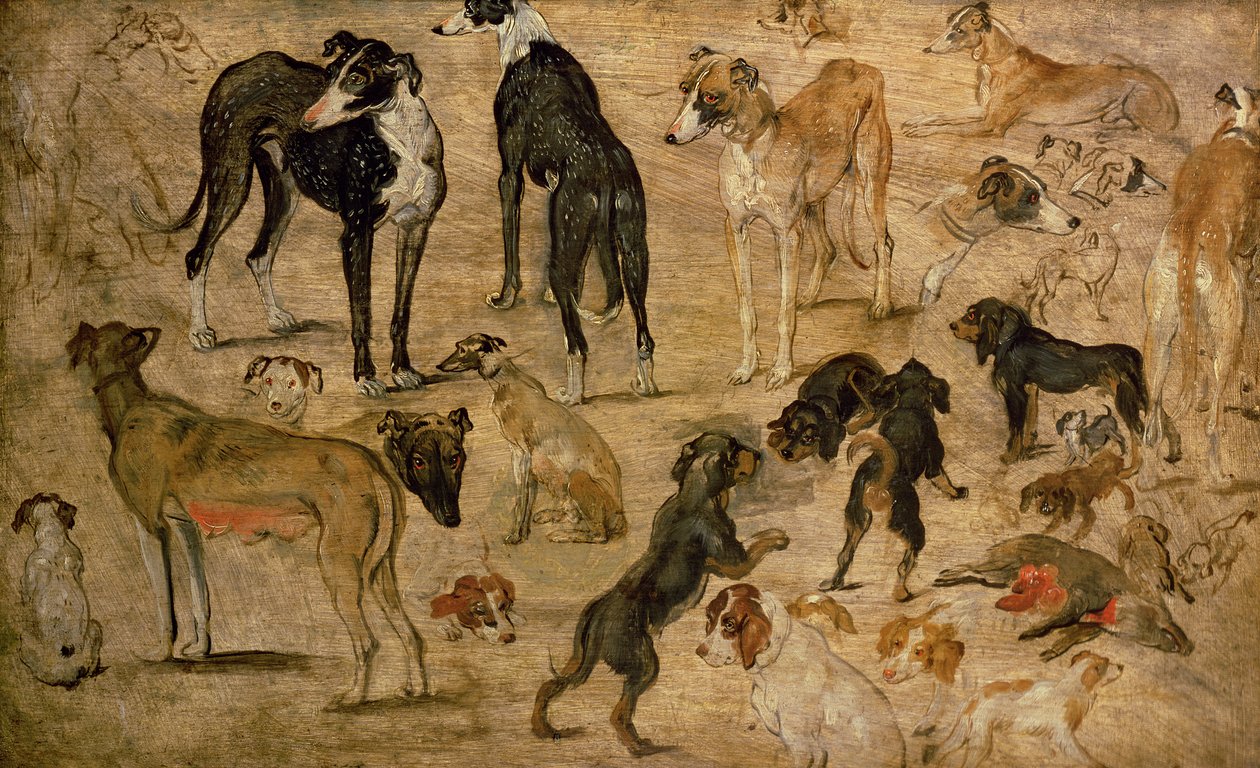 Estudo de cães, 1616 de Jan the Elder Brueghel