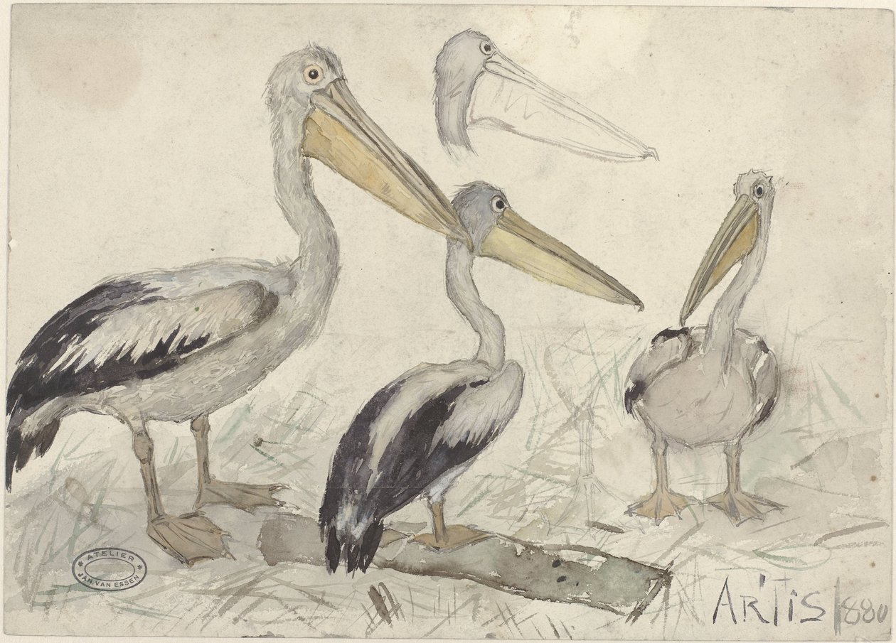 Pelicanos no zoológico Artis de Jan van Essen