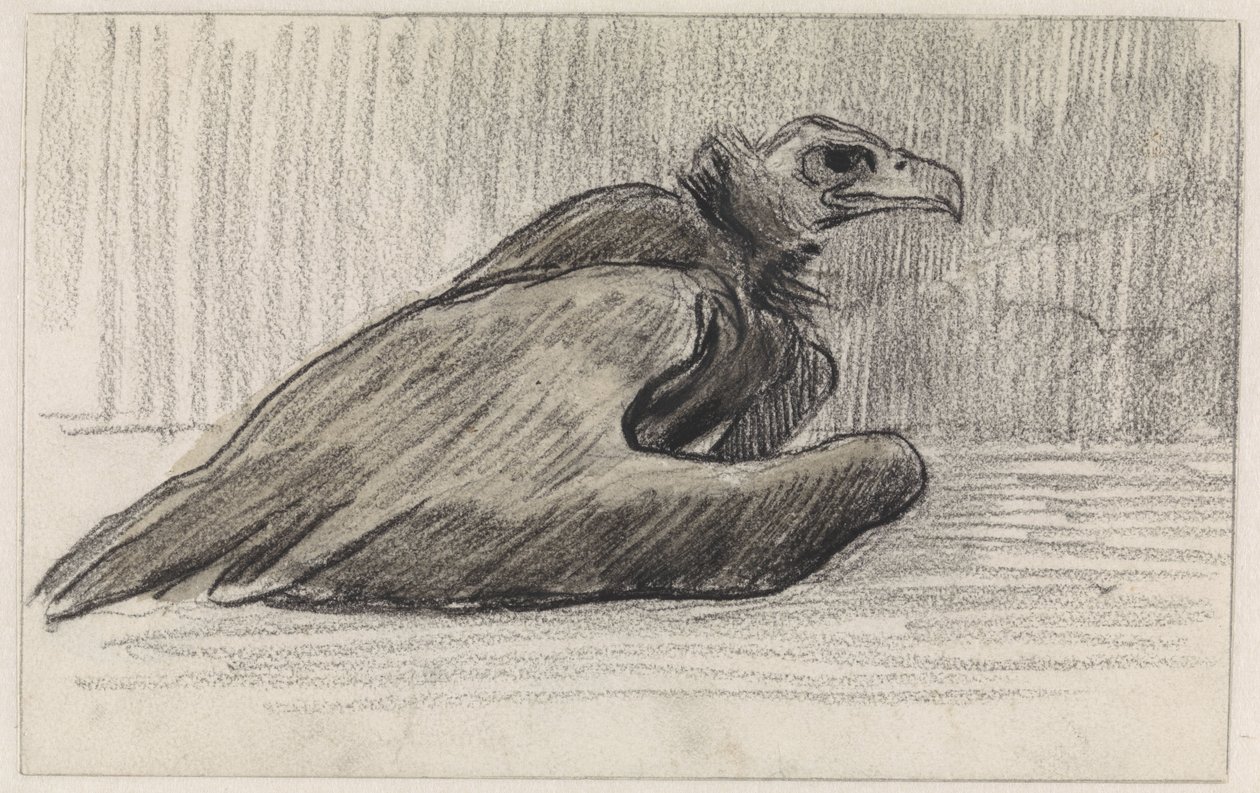 Abutre sentado, à direita de Jan van Essen
