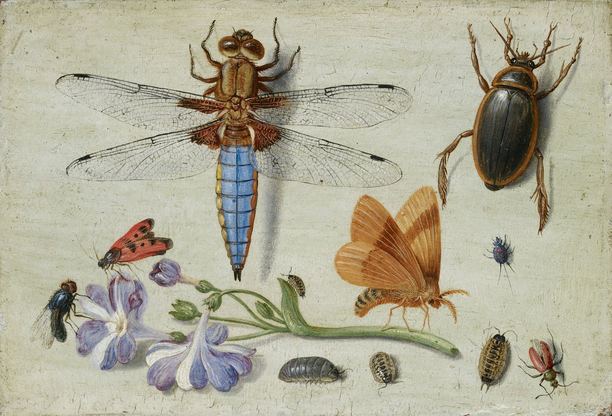 Um Cockchafer, besouro, piolho e outros insectos, com um raminho de aurícula, no início da década de 1650 de Jan van Kessel
