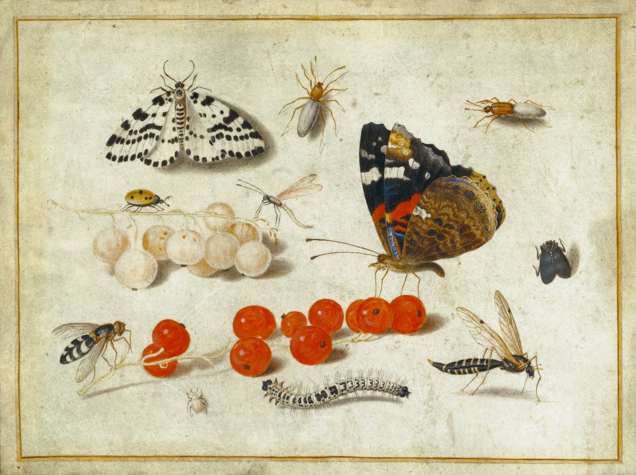 Borboleta, lagarta, mariposa, insetos e groselhas, c.1650-65 (guache e tinta sobre velino) de Jan van Kessel the Elder