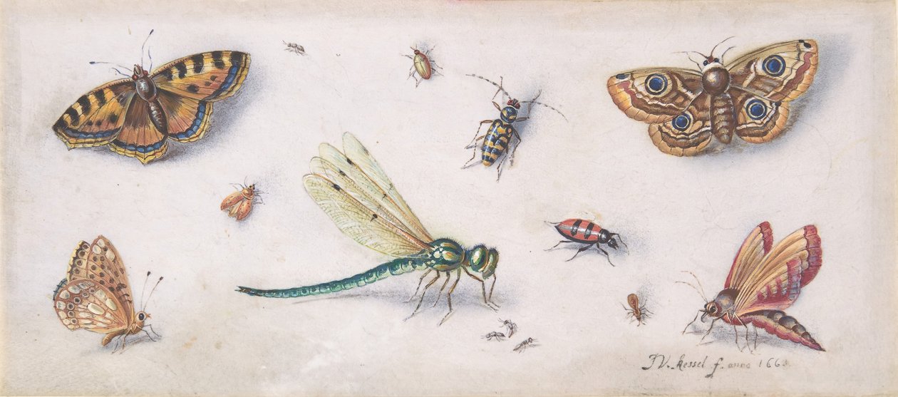 Insectos, Borboletas, e uma Libélula, século XVII. de Jan van Kessel