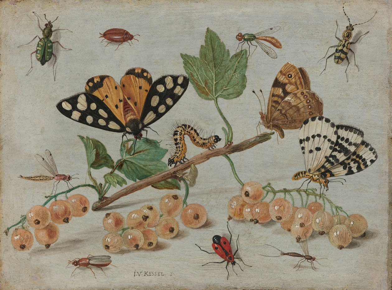 Insetos e Fruta, c.1660-5 (óleo sobre cobre) de Jan van Kessel the Elder