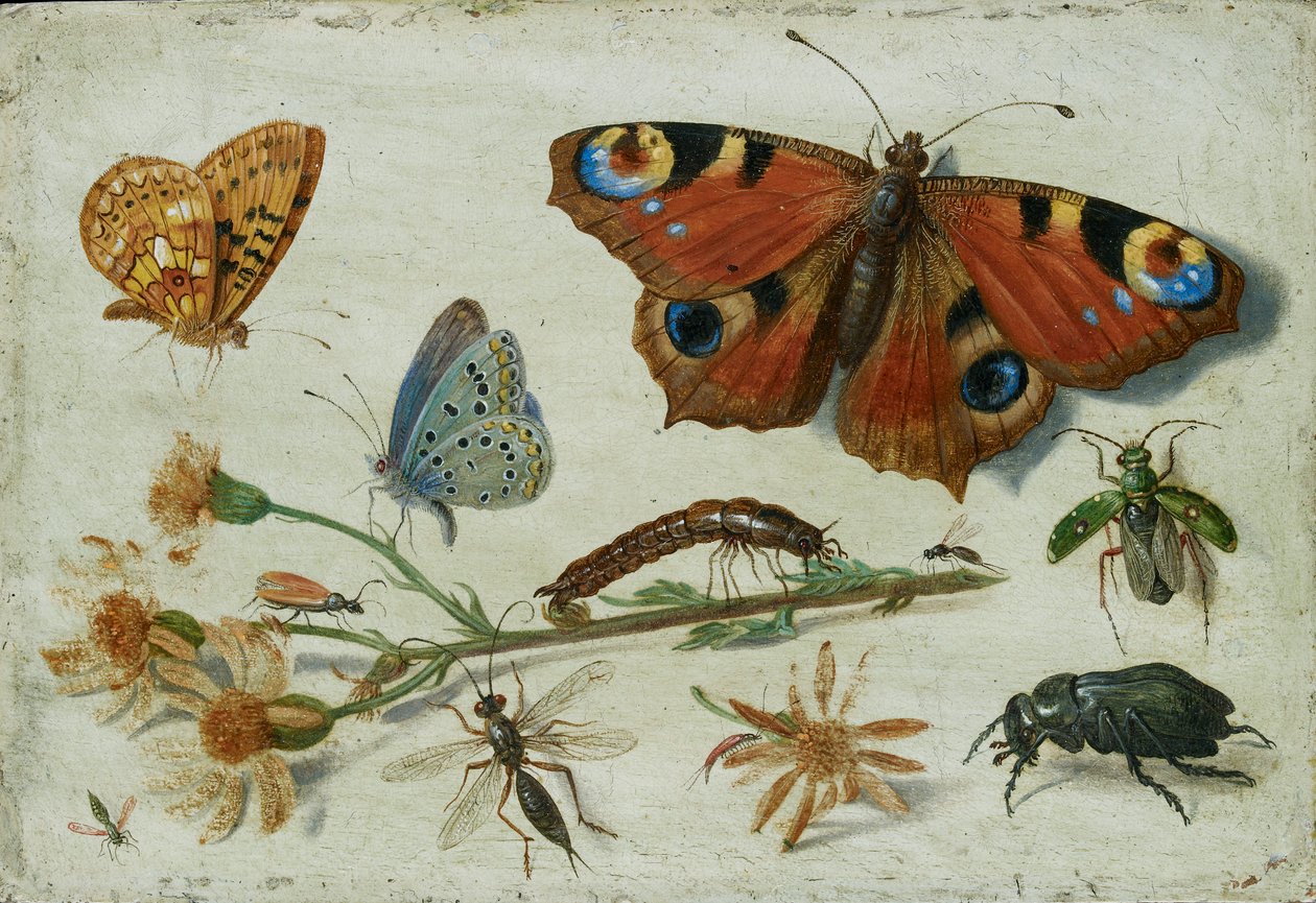 Três borboletas, um besouro e outros insetos, com um corte de ragwort, início de 1650 de Jan van Kessel
