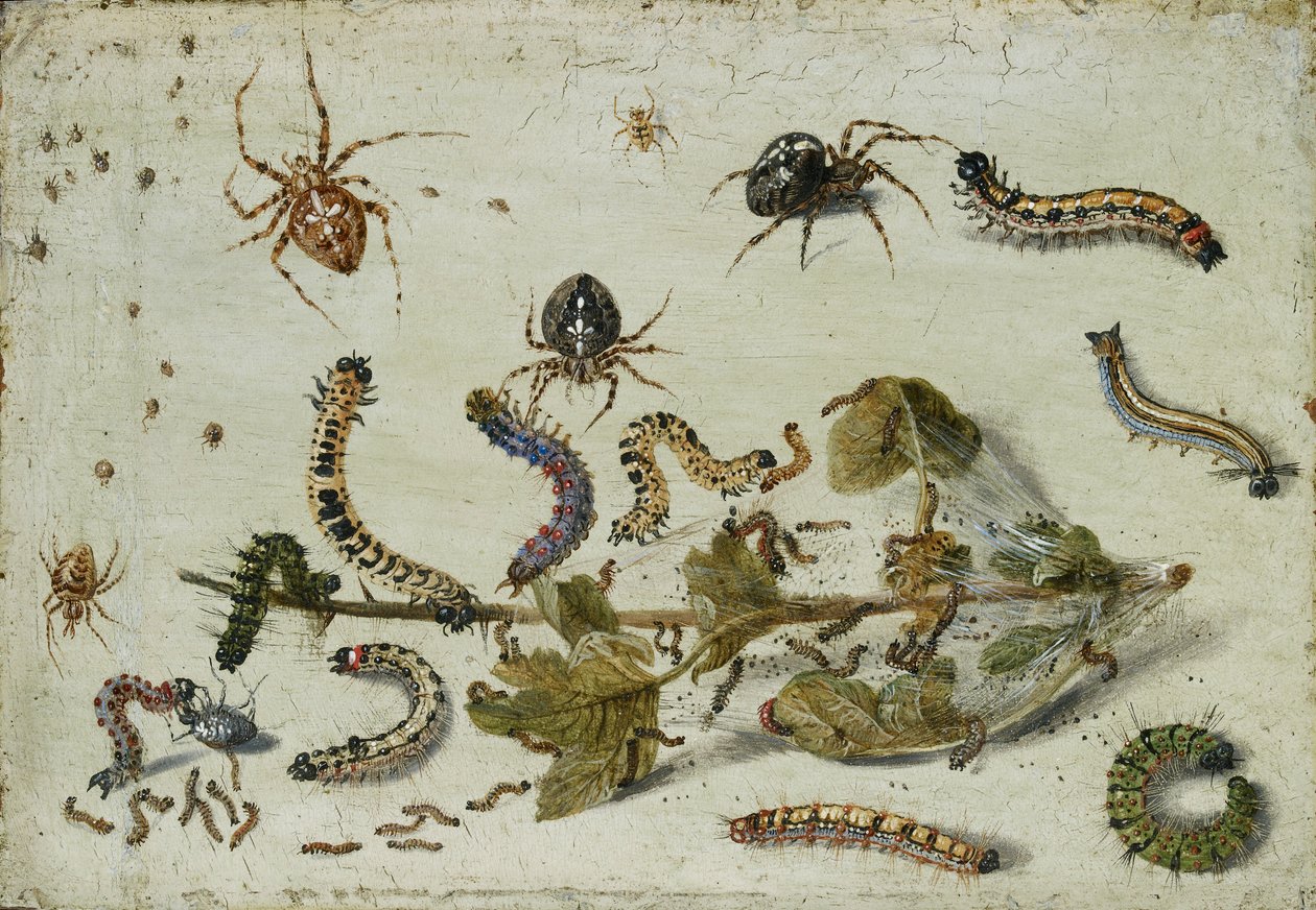 Várias Aranhas e Lagartas, com um ramo de groselha, no início da década de 1650 de Jan van Kessel