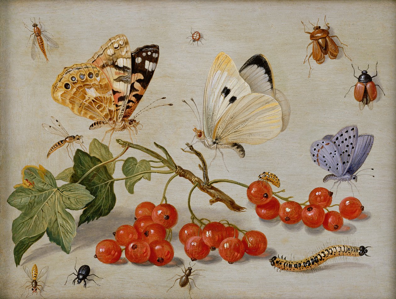 Uma natureza morta com raminho de groselhas, borboletas, besouros, lagartas e insetos (óleo sobre cobre) de Jan van Kessel the Elder