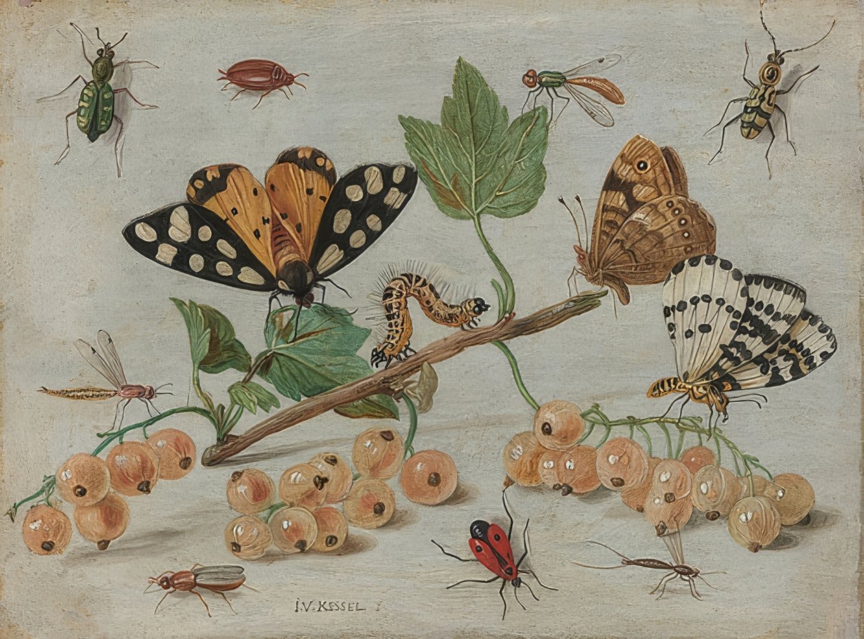 Insetos e frutas. Por volta de 1660-65 de Jan van Kessel the Elder