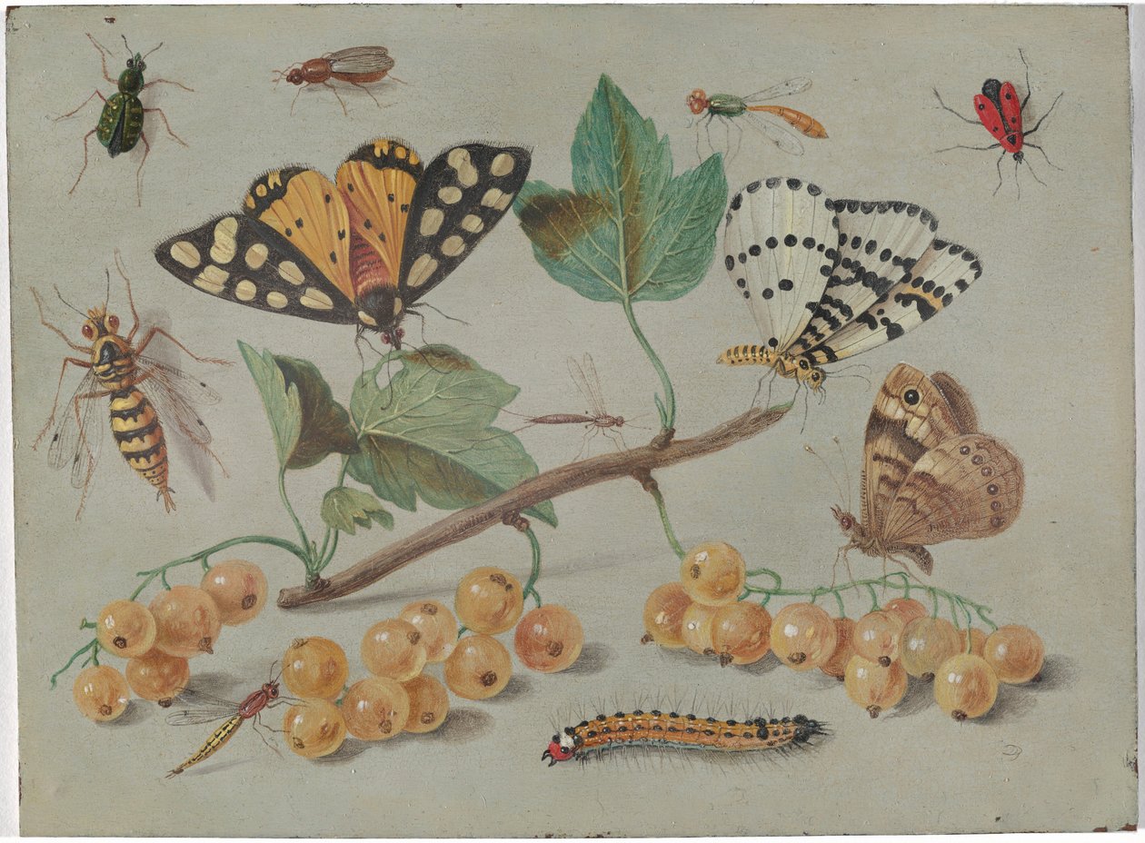 Estudo de borboletas e insetos de Jan van Kessel the Elder