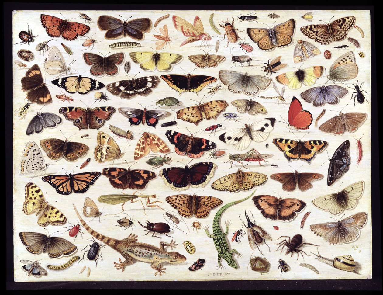 Estudo de borboletas e outros insetos de Jan van Kessel the Elder