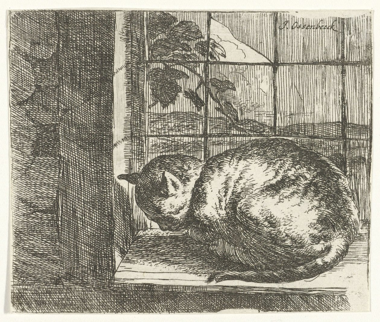 O gato na moldura da janela de Jan van Ossenbeeck