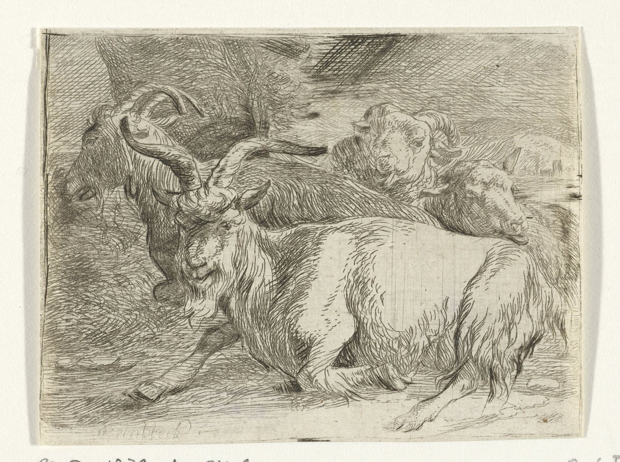 Dois caprinos e dois ovinos de Jan van Ossenbeeck