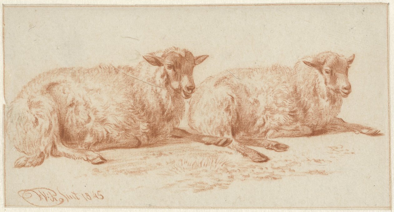 Estudo de duas ovelhas deitadas de Jan van Ravenswaay