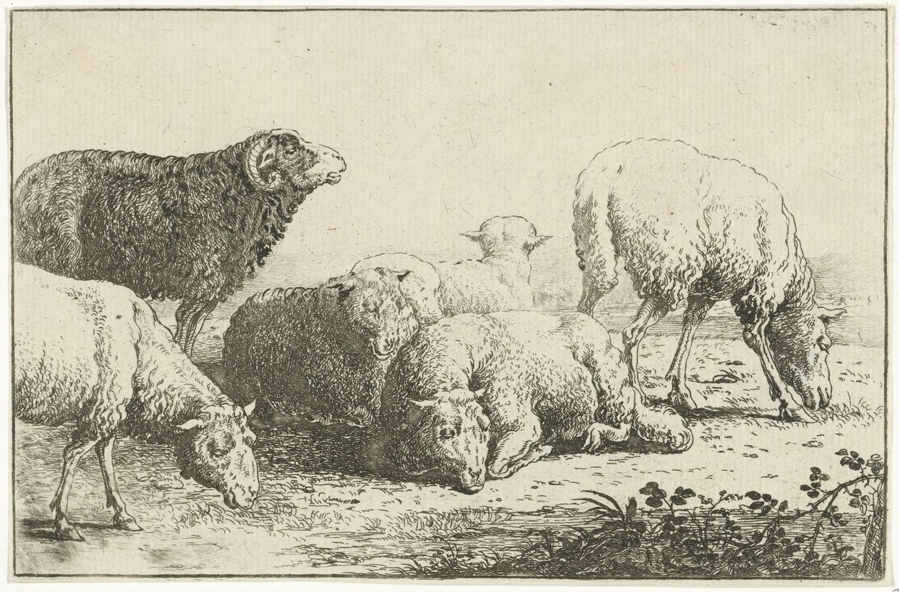 Schapen
Dieren (título da série)
Zoographiam (título da série) de Jan van den Hecke