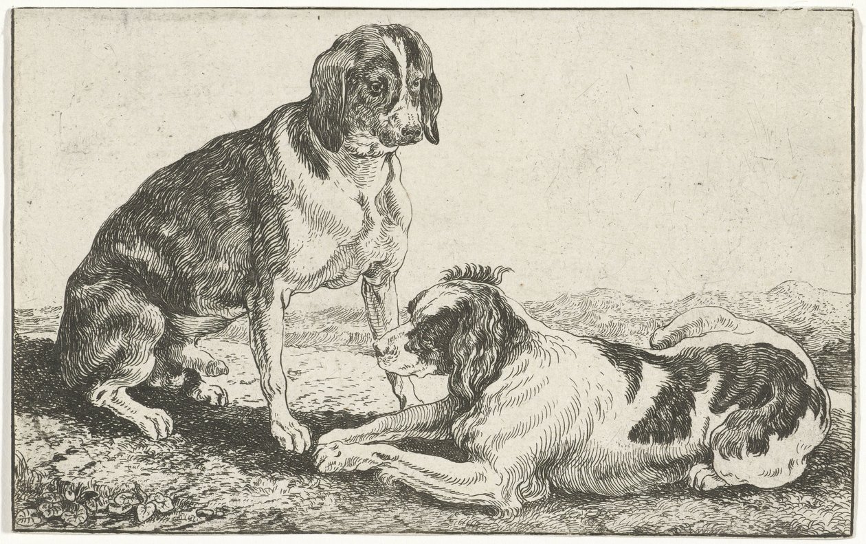 Dois cães em repouso
Animais (título da série)
Zoographiam (título da série) de Jan van den Hecke