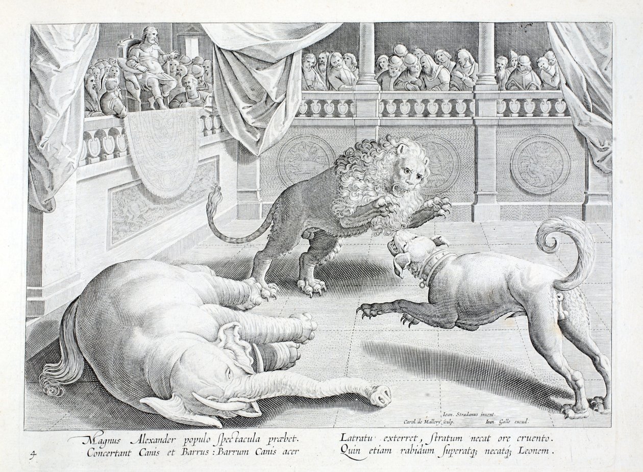 Alexandre o Grande dá espetáculo, luta de leões, cães e elefantes, ilustração de "Venationes, Ferarum, Avium, Piscium" (De Caça: Bestas, Aves, Peixes), gravada por Jan Collaert (1566-1628), pub. por Phillipus Gallaeus, Amsterdam (gravura) de Jan van der Straet
